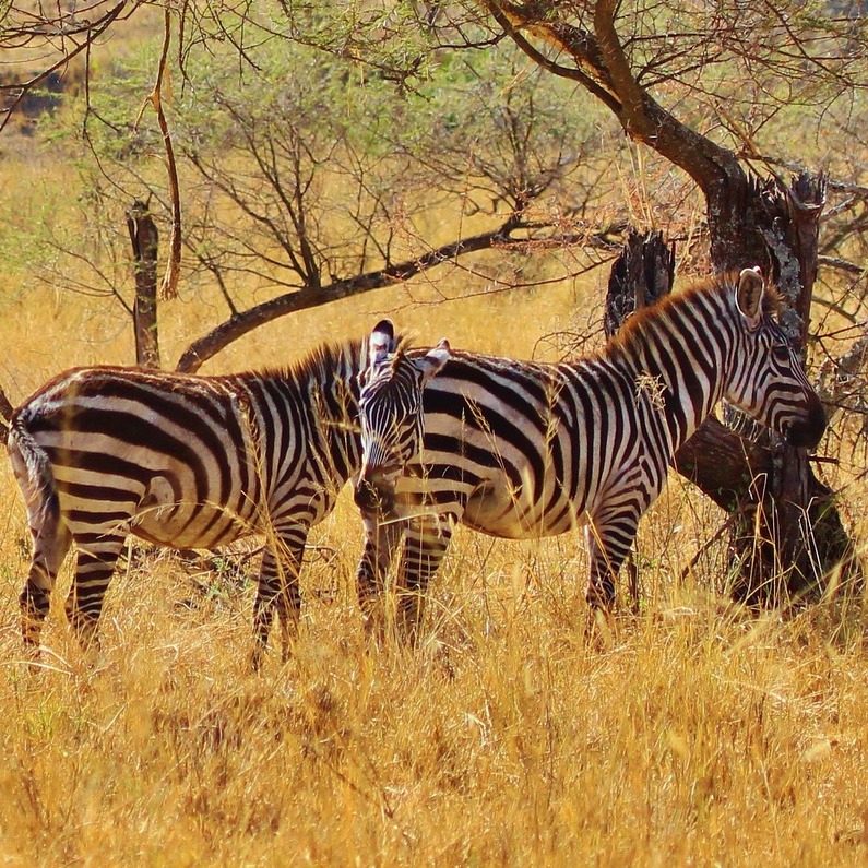 Zebra Grazing in Serengeti Zebra Grazing in Serengeti