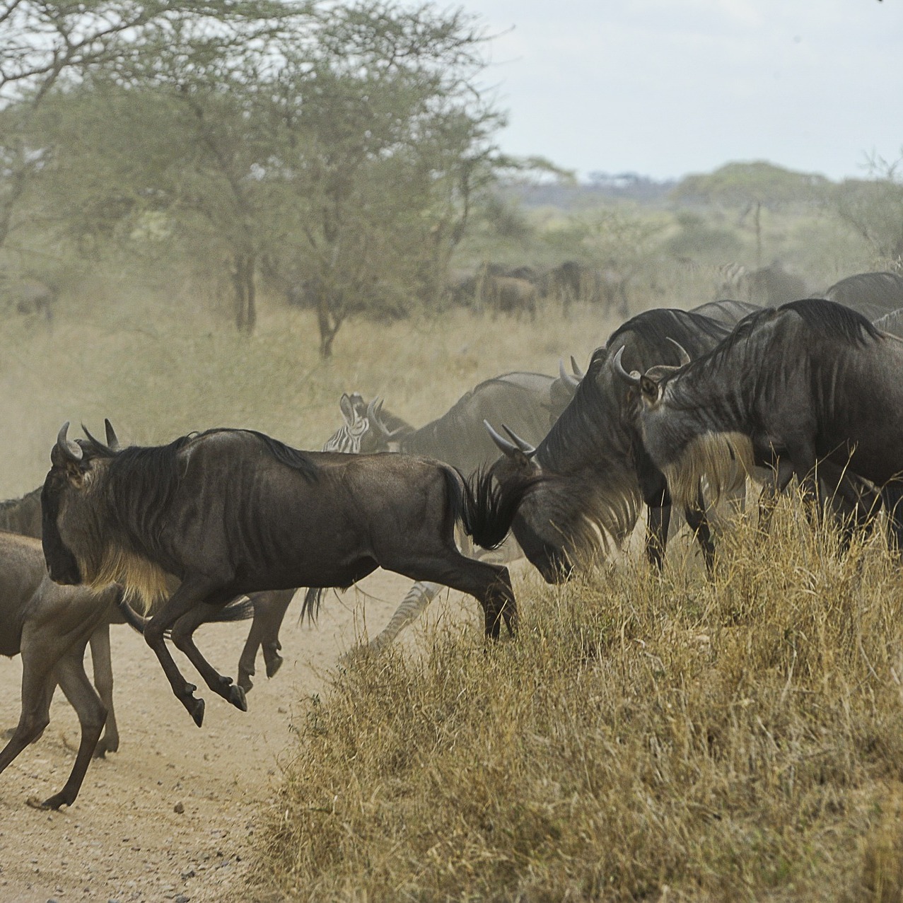 Great Migration in Serengeti National Park Great Migration in Serengeti National Park
